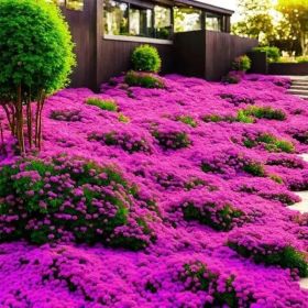 3000 kinds of creeping lavender seeds for planting perennial ground cover plants and heirloom flowers. Seeds are planted without genetic engineer (Color: A package)
